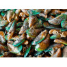 Moules vertes